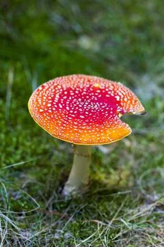 Red mushroom hat, fly agaric toadstool Stock Photos