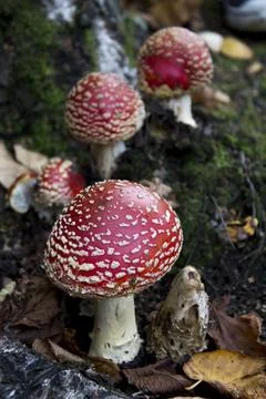 Red mushroom hat, fly agaric toadstool Stock Photos