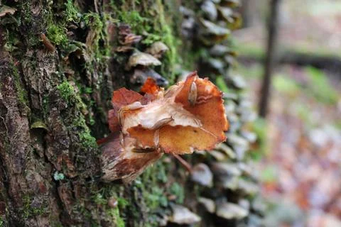 Red mushroom macro Foto stock
