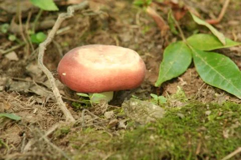 Red mushroom Stock Photos