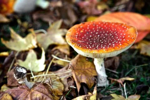 Red mushroom Stock Photos