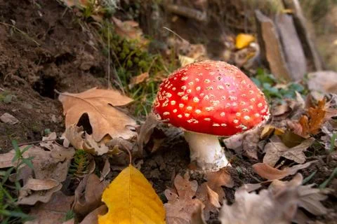 Red mushroom Stock Photos