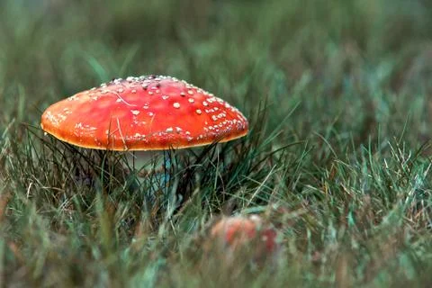 Red mushroom 스톡 사진