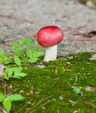 Red mushroom Stock Photos