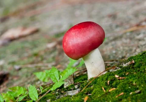 Red mushroom Fotos de archivo