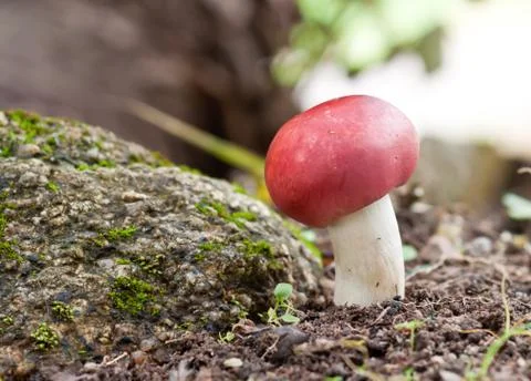 Red mushroom Stock Photos