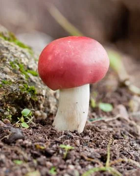 Red mushroom 写真素材