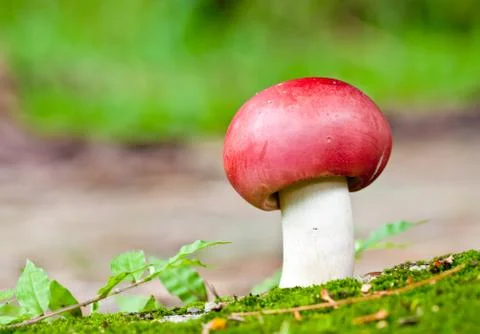 Red mushroom Stock Photos