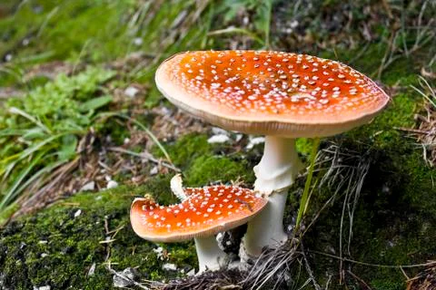 Red mushroom Stock Photos