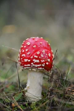 Red mushroom Stock Photos