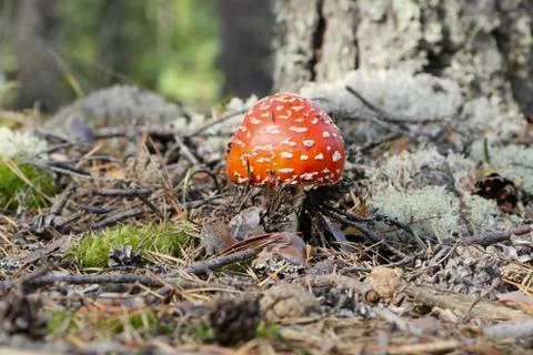 Red mushroom. Stock Photos