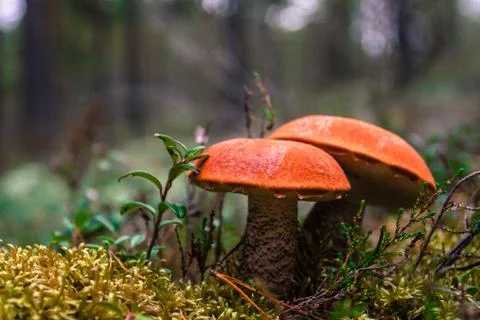 Red mushroom Foto stock