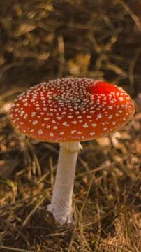 Red mushroom Foto stock