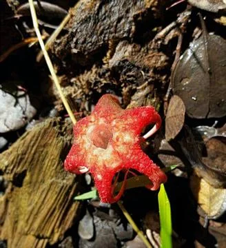 Red mushroom Stock Photos