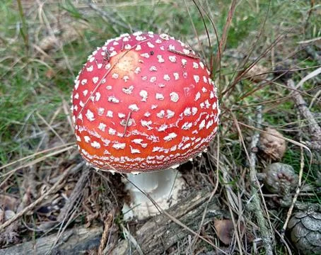 Red mushroom Stock Photos