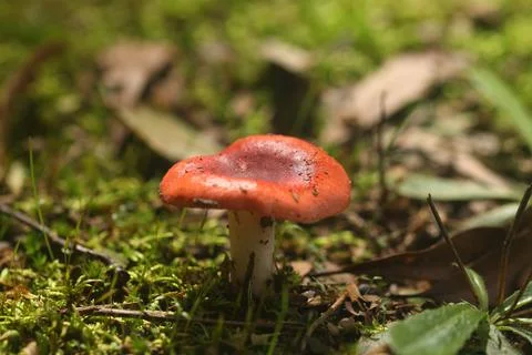 Red Mushroom Stock Photos