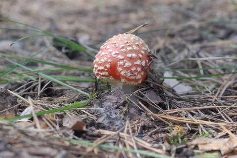 Red mushroom with a spotted cap of irregular shape. The young fly amanita Stock Photos