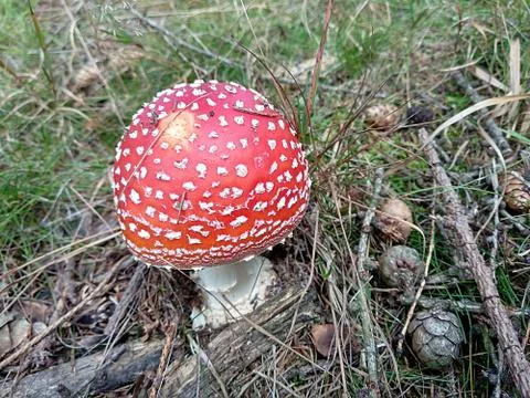 Red mushroom toadstool Stock Photos