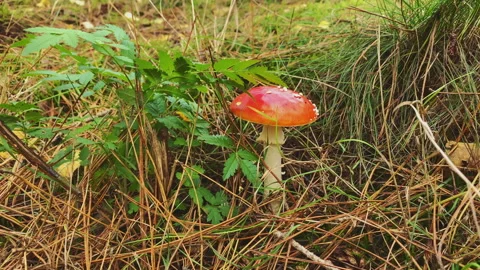 Red mushroom with white dots in the forest at fall. Video stock 217633098