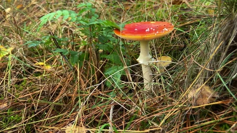 Red mushroom with white stem in the forest at fall Stock Footage 217608224