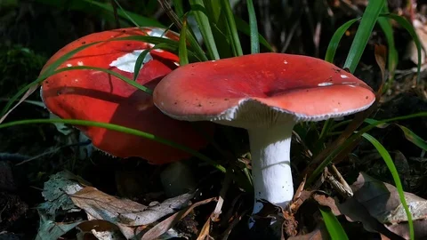 Red mushrooms in the grass Stock-Footage 93519525