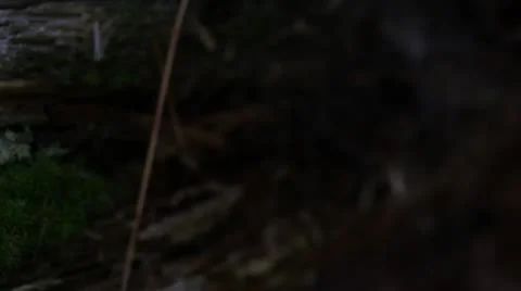 Red Mushrooms inside a log Stock Footage 11423901