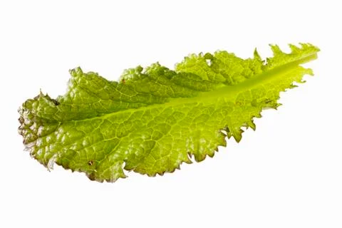 A red mustard leaf Stock Photos