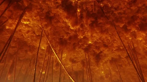 Red mysterious forest Stock Footage 168906857