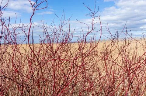 Red naked twigs against yellow reed and blue sky Stock Photos