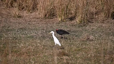 Red naped ibis and egeret in the same frame in Tadoba national park Stock Footage 307841757