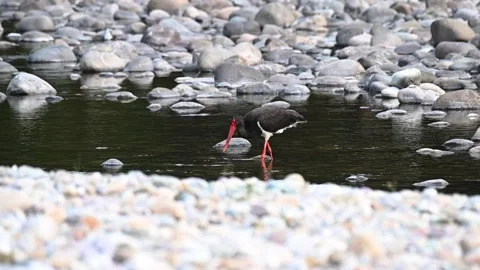 Red naped Ibis having a fish one piece at a time in Tadoba national park Vídeos de archivo 333676280