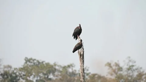 Red-naped ibises sitting on a dead tree in Tadoba national park Stock-Footage 330400255