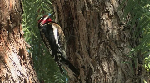 Red-naped Sapsucker 1 Video stock 8549591