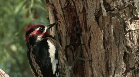 Red-naped Sapsucker 2 Stock Footage 8549577