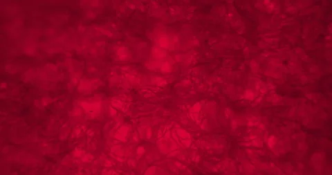 Red napkin under a microscope. Camera sliding above microscopic thriller web 스톡 동영상 199144818