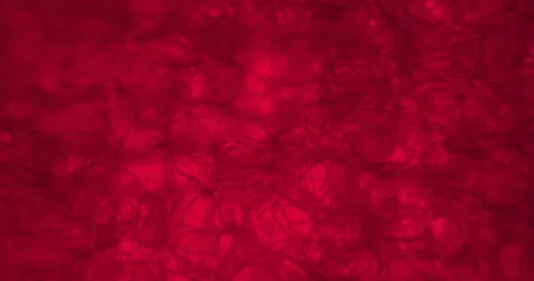 Red napkin under a microscope. Red web under a scope. Thriller netting Video stock 199154751