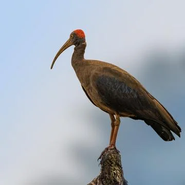 Red napped ibis Stock Photos