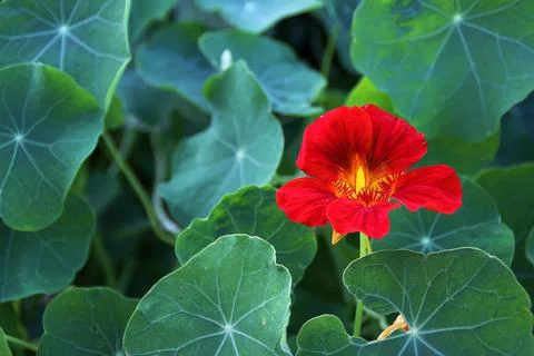 Red nasturtium Stock Photos
