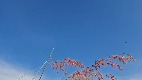 Red Natal Grass, Melinis Repens, blown by the wind with a sky background Stock Footage 336806760