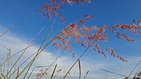 Red Natal Grass, Melinis Repens, blown by the wind with a sky background Stock Footage 336806776