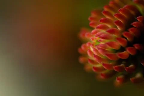 Red  nature  background Stock Photos