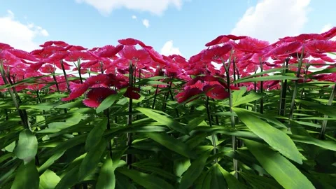 The red nature of Beauty Stock Footage 338344133