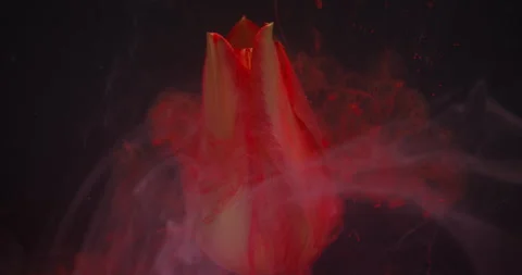 Red nature flower drop paint tulip swirl fog water Video stock 332629206