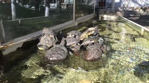 Red neck turtles Stock Footage 163614316