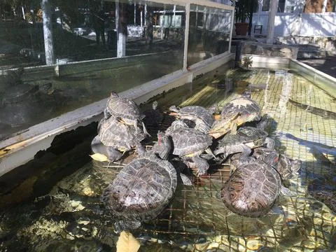 Red neck turtles Stock Photos