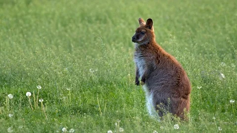 Red-necked Bennett’s wallaby (Macropus rufogriseus) Stock Footage 102497806