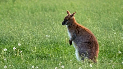 Red-necked Bennett’s wallaby (Macropus rufogriseus) scratching Stock Footage 102498662