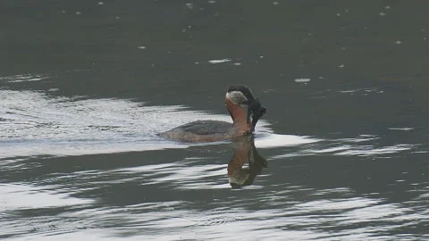 Red-necked grebe bringing material to nest in reeds, 2k Stock Footage 154322072