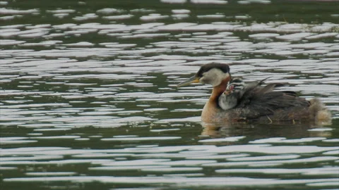Red-necked grebe chick rides high on adult's back, 4k Stock Footage 155761268