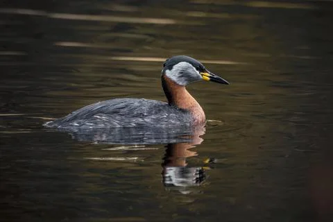 Red necked grebe close up Stock Photos